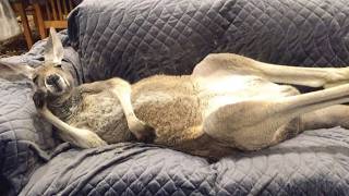 Rescued Kangaroo Thinks He’s a Human… His Behavior Will Shock You!