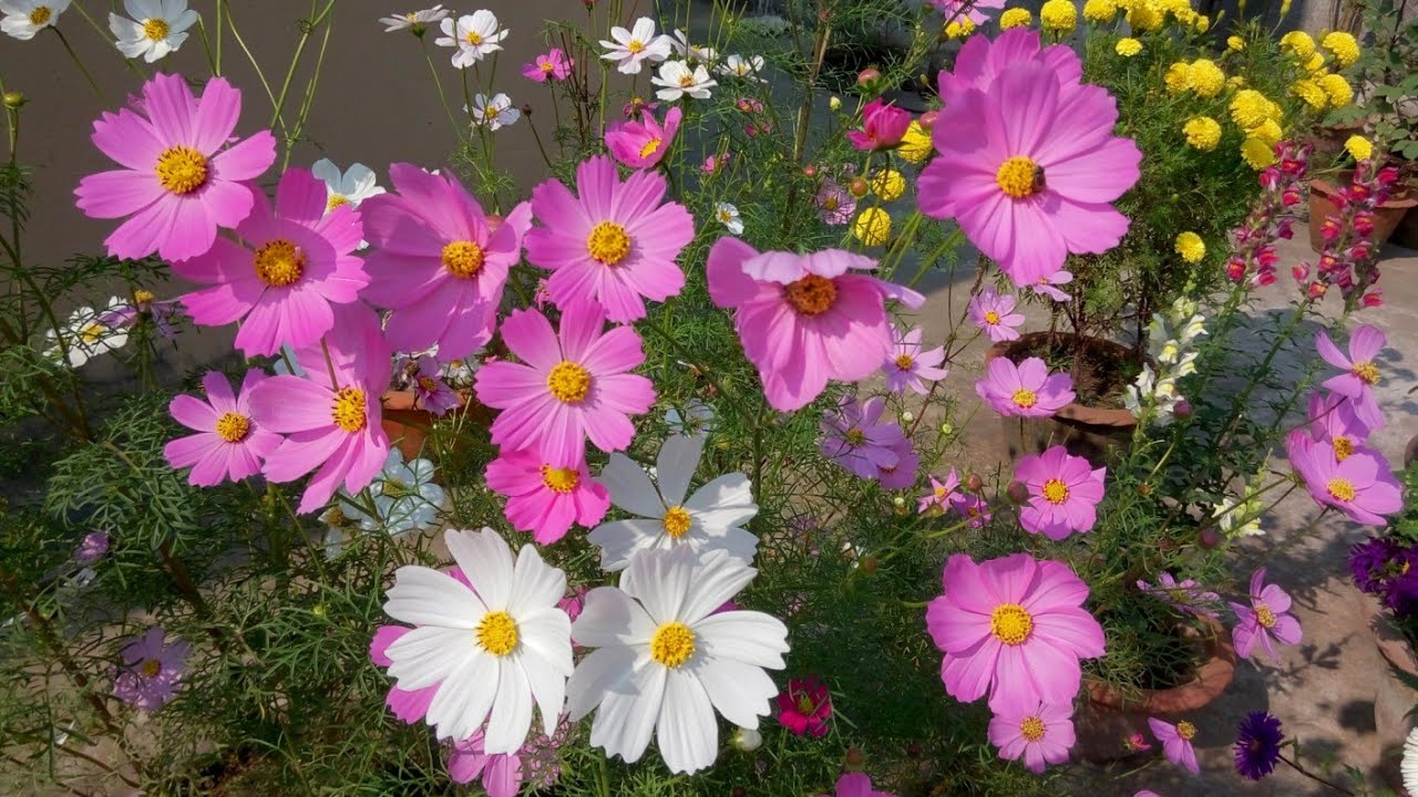 cosmos flower growing & care | how to grow cosmos plant easily | কসমস ফুল |  कोसमोस |