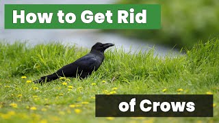 How to Get Rid of Crows Quickly & Efficiently! : Top Strategies Revealed!