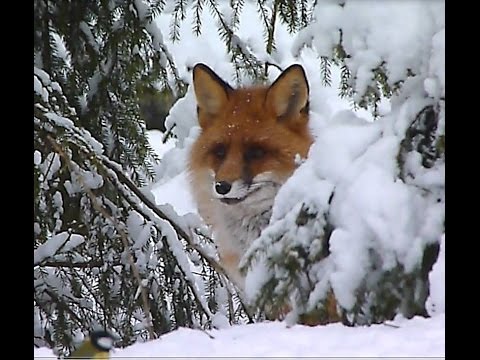 Video: Kuinka Kesyttää Kettu