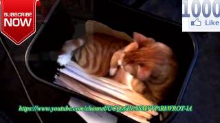 Funny Cats Part4, Funny Videos 2015 ,Funny Vines 2015 , Funny Cats Eatingvideos, by Funny Cats Vines 2 views 8 years ago 2 minutes, 47 seconds