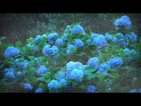 Hydrangea/紫陽花 - Original Piano Composition with Rain Sound