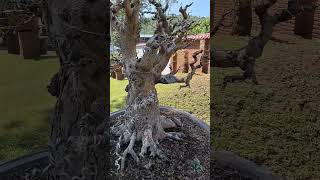 มะขาม bonsai ไร่อริยะ ไทรโยค กาญจนบุรี สวนบอนไซ