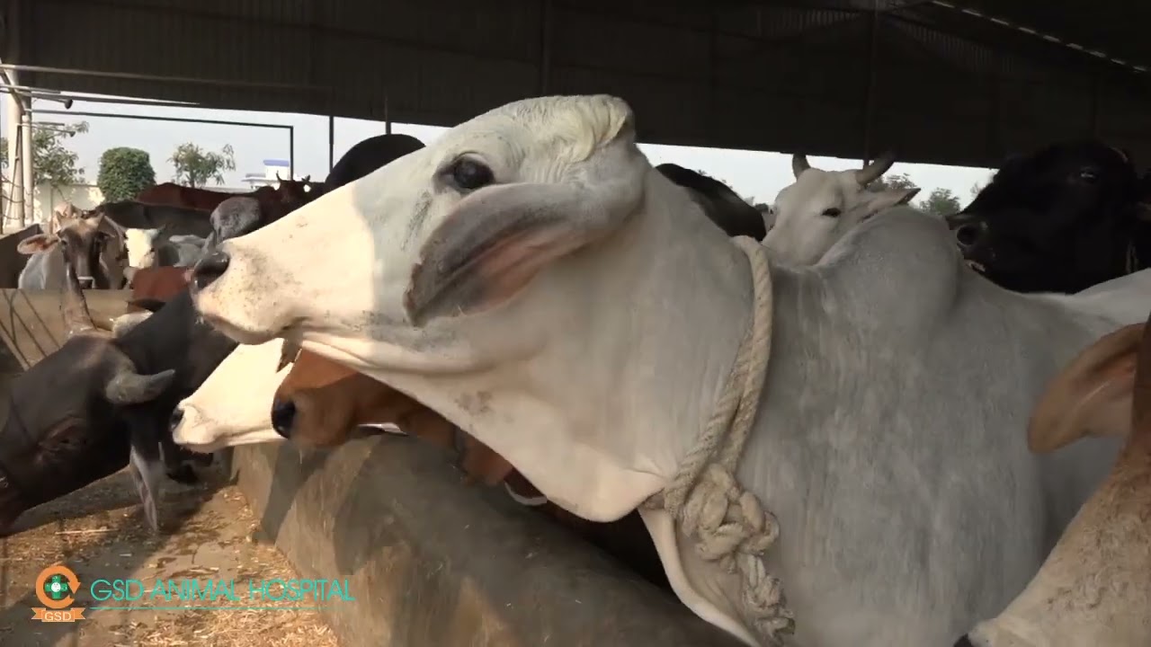 Gau Pujan Or Gau Seva in Gau seva dham Hospital   (स्वामी टीकाराम शर्मा जी)