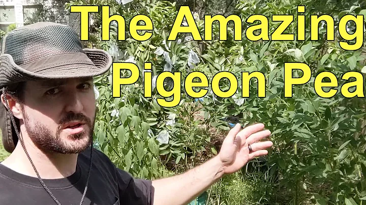 Pigeon Peas: The First Plant In My Zone 9 North Florida Backyard Permaculture Food Forest