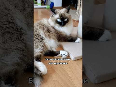 5 признаков, что ваша кошка вас боится 🙀