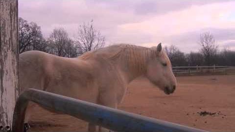 Service Learning Project