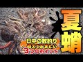 【オクトパッシング】日中にタコを狙うなら抑えておきたい3つのポイント！タコの夏がやって来た！