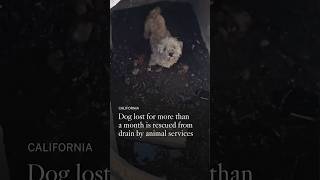 Dog lost for more than a month rescued from drain