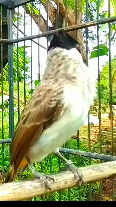 Burung kutilang gacor emosi menekan lawan