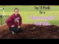 Top 10 Plants for a HUMMINGBIRD GARDEN // How to ATTRACT HUMMINGBIRDS