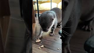 OTTER ASMR Belle eating sardine