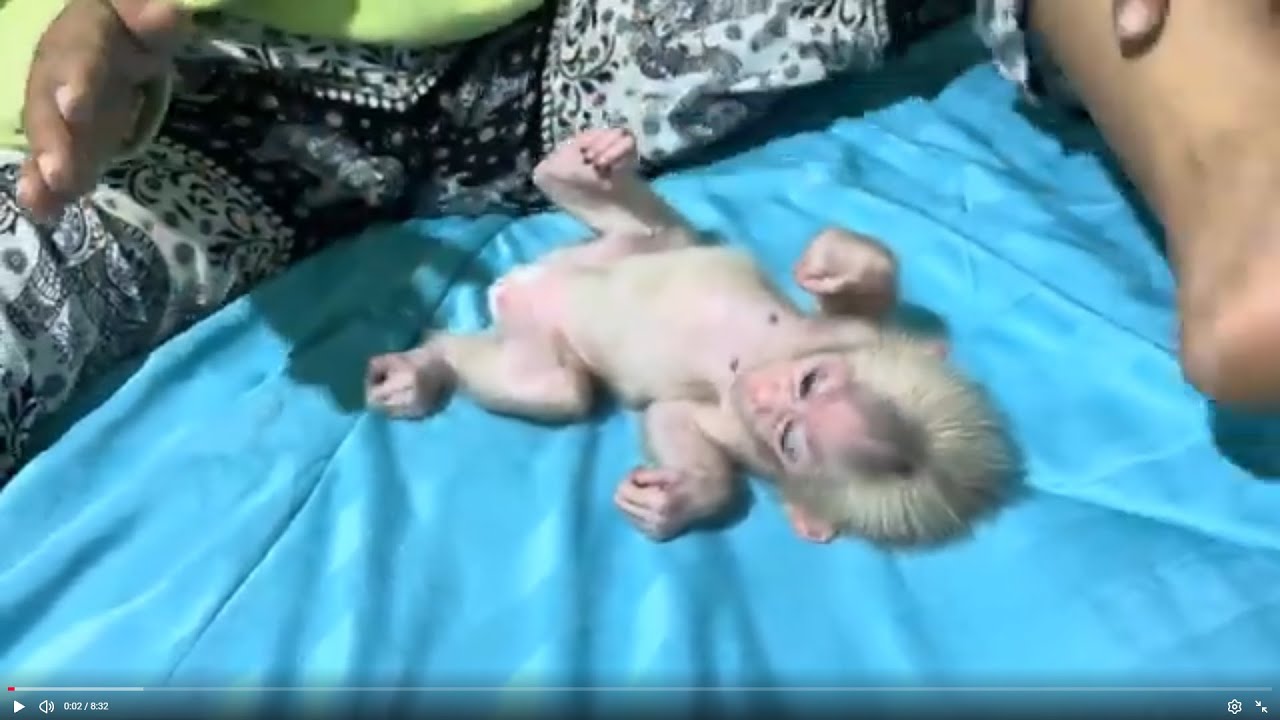 Baby monkey Bella playing