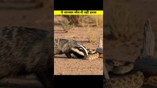 The Honey Badger Who Doesn't Fear Death