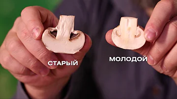 Можно ли готовить шампиньоны если они почернели