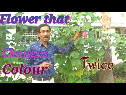 Video: Hoekom het my hibiskus van kleur verander - Leer oor kleurverandering in hibiskusplante