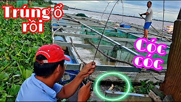 CÁ CÓC RỒI, CÂU BÈ TRÚNG Ổ ĐỦ LOẠI CÁ, KÉO MỎI TAY VỚI CÂY CẦN NHỎ XÍU - FISHING