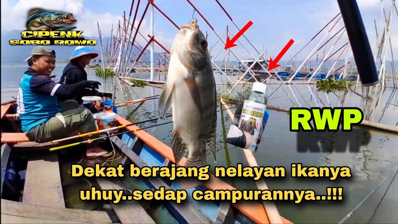 Roha Rawa Rwp Terbaru!!!Beranjang vip merah putih(rwp) //esen lumut //rawa ...