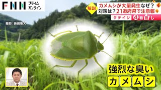 カメムシが大量発生 なぜ? 対策は? 21道府県で注意報【タテイシ4時推し】