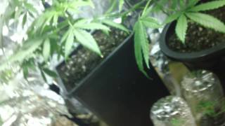 First Time Medical Grow