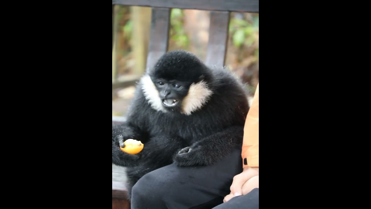 Yuanyuan who can act like a baby