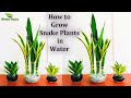 Snake plants Growing in Water-Snake plants Indoor Decoration from Leaf Cutting//GREEN PLANTS