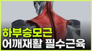 어깨 말린사람들이 주목해야 할 근육_하부승모근