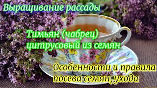 Тимьян (чабрец) цитрусовый из семян. Особенности и правила посева семян, ухода. Выращивание рассады.