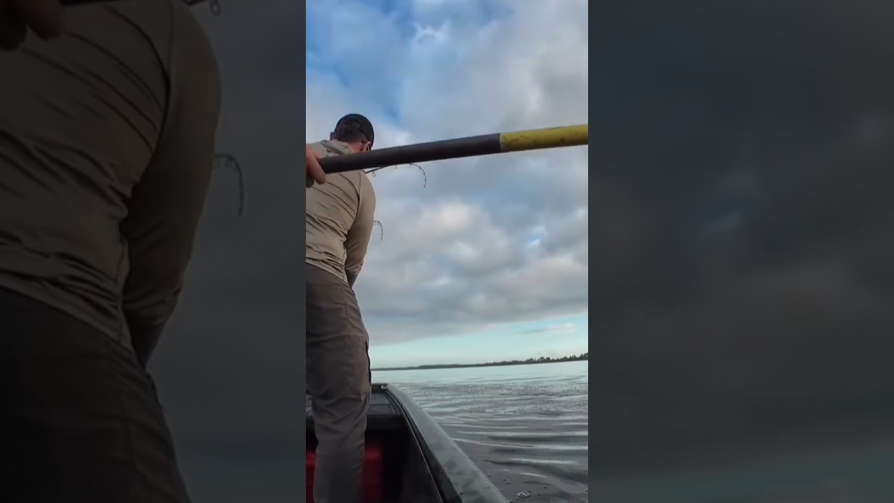 Giant gator loses his mind!! @blockethoutdoors @Swampgunnerfl