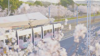 Follow the Track to a Cascade of Blossoms