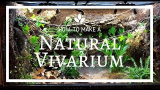 How to build a Natural Vivarium (From Scratch)!