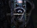 🦝 Tiny hands, big brains! Raccoons are some of nature's smartest little explorers. ✨