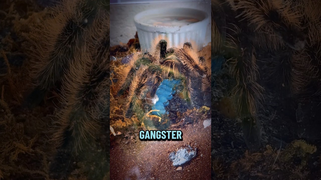 Watch Alchemy, my curly hair tarantula, go full gangster mode on lunch… 😳 