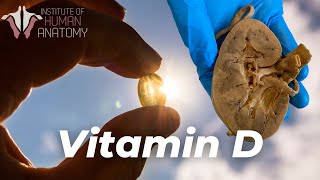 Why You Need Vitamin D | And How You Get It From the Sun