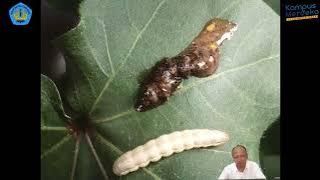 HPT - PATOLOGI SERANGGA - GERBANG MASUK PATOGEN