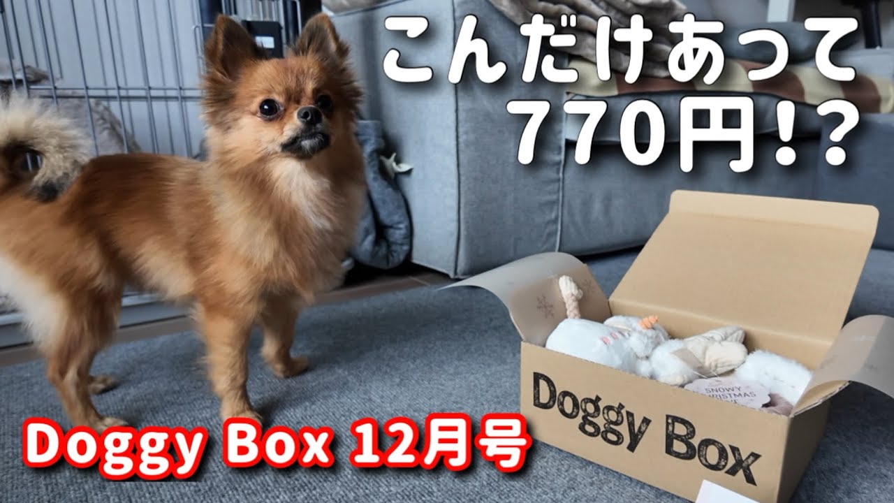 【Doggy Box】12月号を開封しながら横浜散歩でクリスマス気分を味わおう！