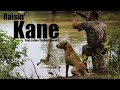 We Finally Got A Hunting Dog! | Training Kane to Duck Hunt (Chesapeake Bay Retriever)