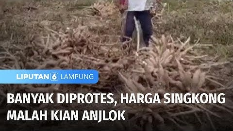 DRPD Bentuk Panitia Khusus, Atasi Harga Singkong Murah | Liputan 6 Lampung