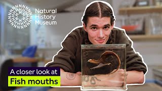 A closer look at fish mouths by Natural History Museum 798 views 12 days ago 5 minutes, 3 seconds