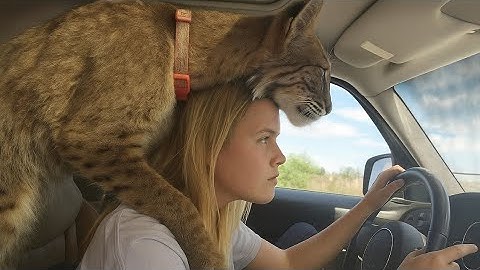 I Live With the Rescue Bobcat Who Acts Like a Dog- TRY NOT TO LAUGH at his Goofy Antics! 