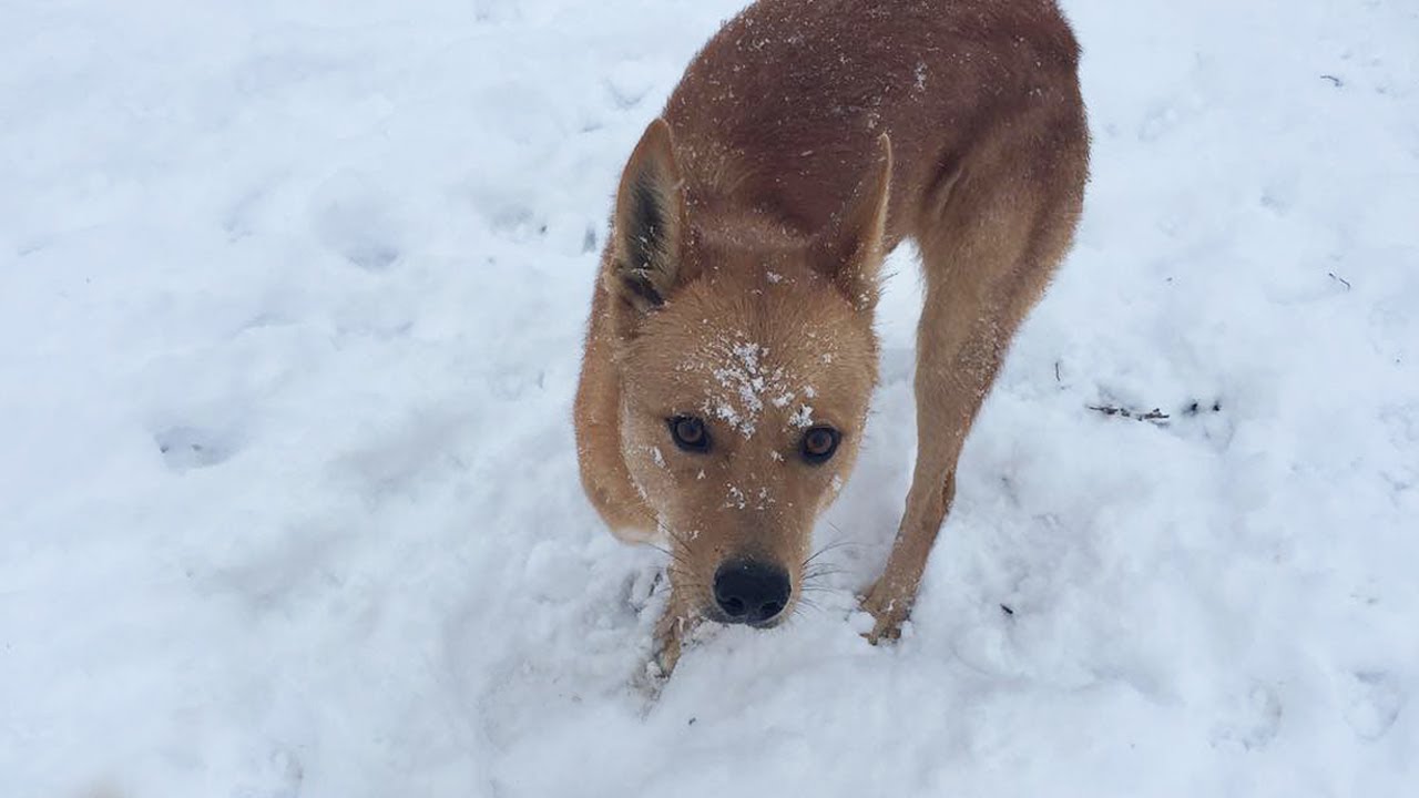 Someone heartlessly changed the puppy's life and tearful journey to happiness