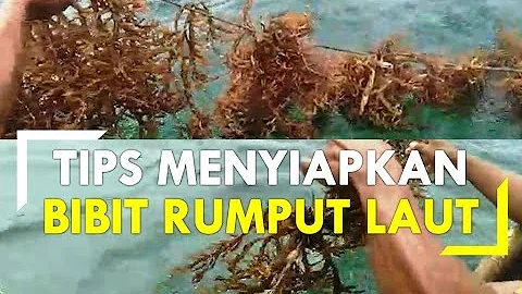 CARA MENYIAPKAN BIBIT RUMPUT LAUT || CATTONI