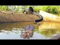 Big Cat Powerful Become Prey Of The Giant Anaconda - Wild ...