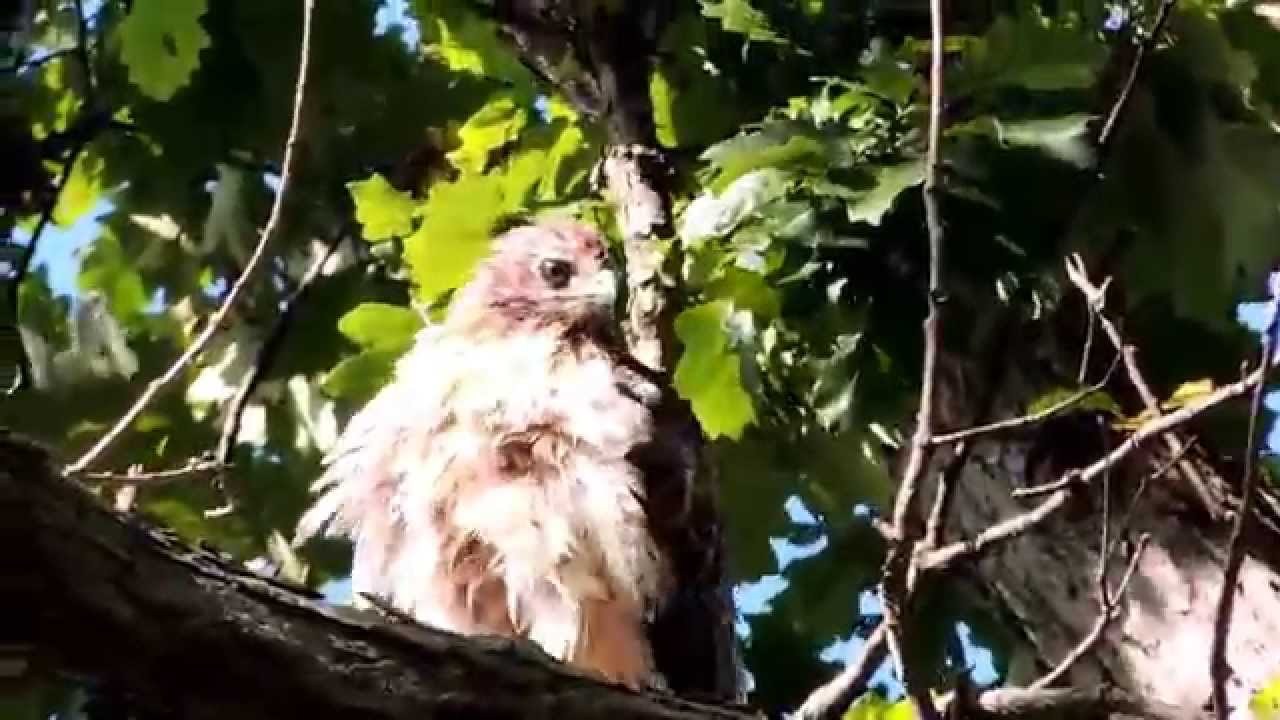 Adolescent Red Tail Hawk - YouTube