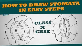 Easy way to draw human #stomata :Life processes | NCERT class 10 | biology | science| CBSE syllabus
