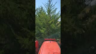 Tree shear vs 8' tall Cedar Tree