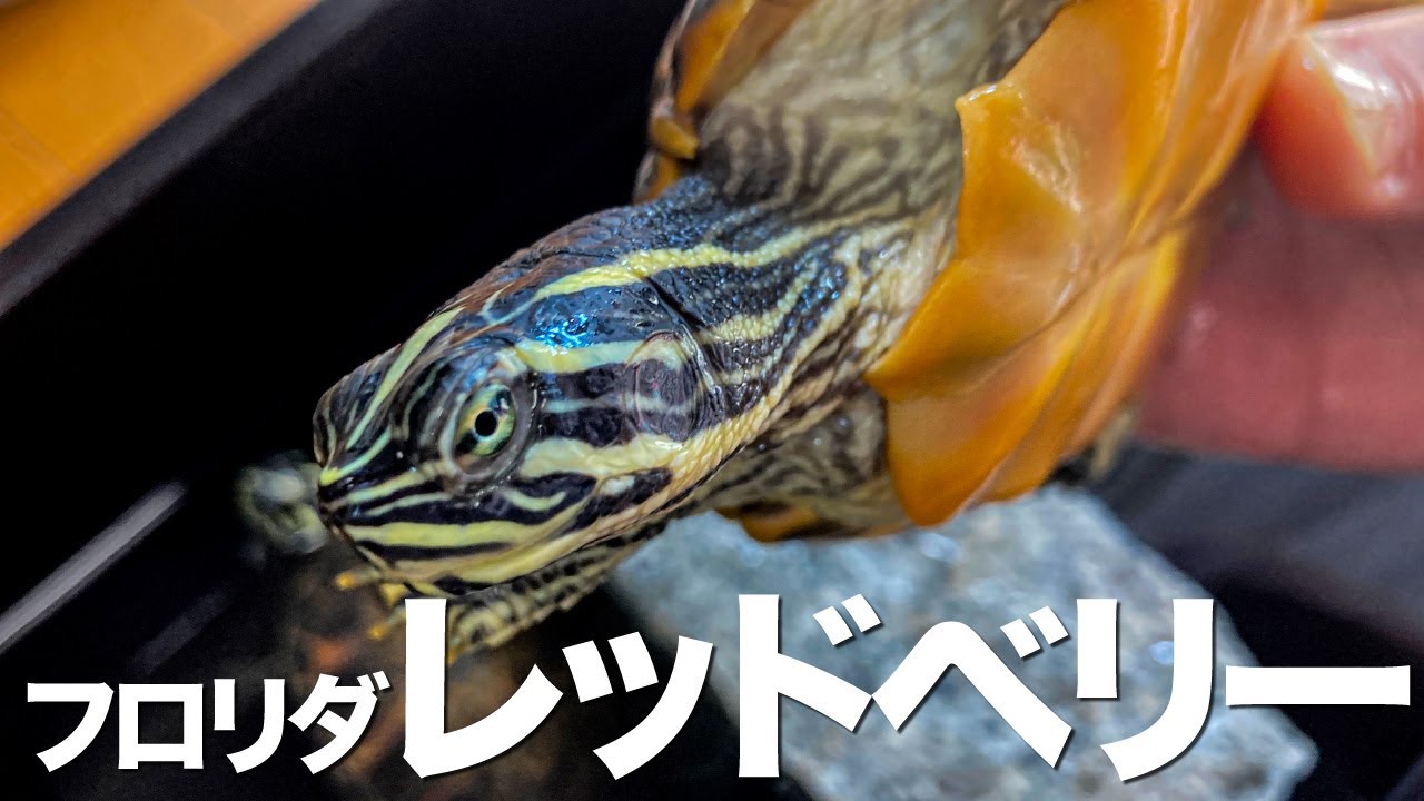 フロリダレッドベリーがカッコ良すぎる #亀