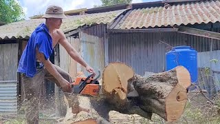 Toàn Cảnh Vua Khỉ Và Đệ Tử Cưa Những Cây Siêu Khủng Và Khó Cưa. Sawing many giant tree