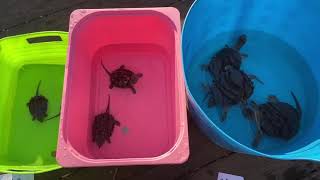 GROWTH COMPARISON: ALLIGATOR vs COMMON SNAPPING Turtles: BIG/blue COMMON vs ALLIGATOR SMALL/pink