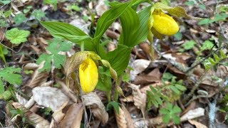  The Always Beautiful Rock Creek Loop in Big South Fork, Wildflowers, Yellow Lady’s Slippers Too!